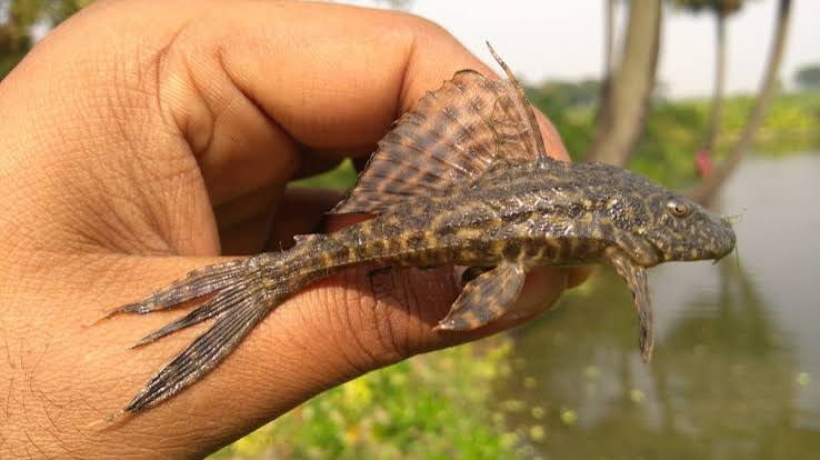 Suckermouth catfish, an invasive alien species impacting Ujani reservoir in Maharashtra