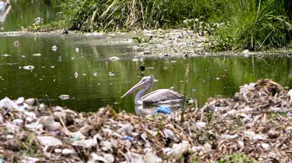 Photo-based infographic on the spot-billed pelican and plastic pollution at Krishnampathy Lake